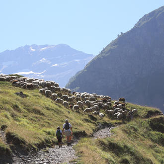 Pastoralisme vallée d'Aure