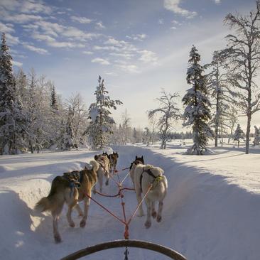 Sled dog