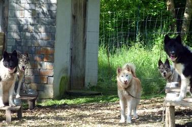 Le Repaire des Huskys au repos WEB Le Repaire des Huskys au repos WEB