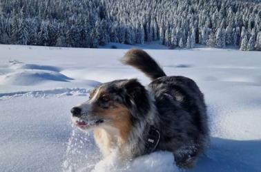 Cani balade à Payolle Cani balade à Payolle