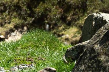 Marmotte jolie vallée-du-badet @piauengaly-07