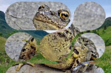 Affiche RNR Fréquence Grenouille 