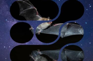 Affiche RNR Chauve souris  