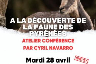 Atelier faune sauvage par Cyril Navarro, photographe animalier