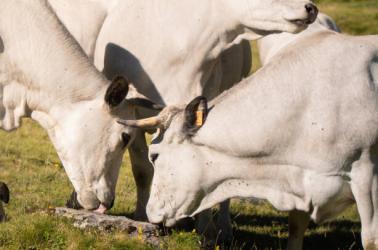 Pot accueil ouvert a tous ©thomasaguillon_piau (27) (1)