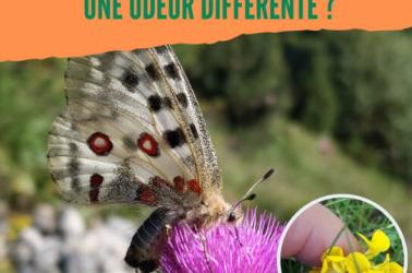 Affiches les fleurs ont toutes la même senteurs - 1