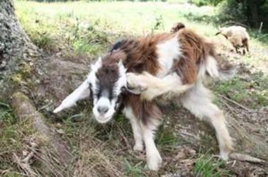 Chevre-80d42693fc1e4cfb913bbfdc8549cf6e Chevre-80d42693fc1e4cfb913bbfdc8549cf6e