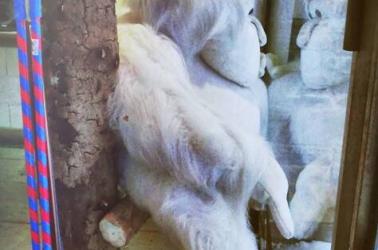 Evolution 2 Saint Lary Le yeti Evolution 2 Saint Lary Le yeti